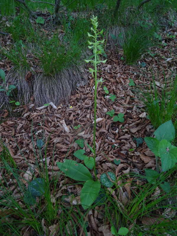 Platanthera bifolia o P. chlorantha ?.....bifolia !
